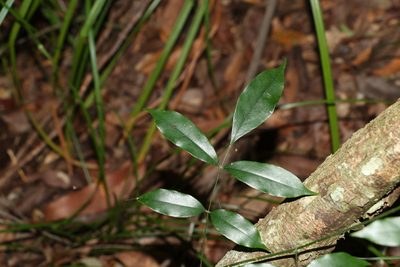Austrocallerya megasperma, photographed by Greg Tasney
