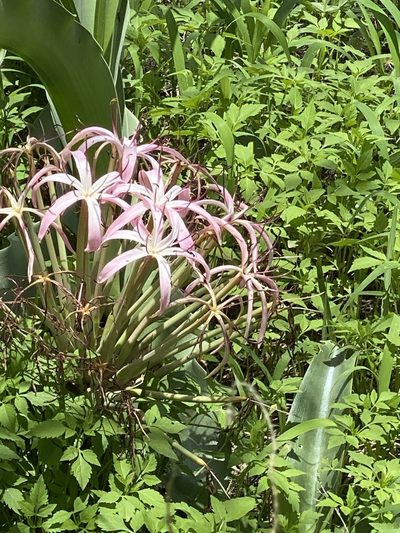 Crinum buphanoides, photographed by Dave U
