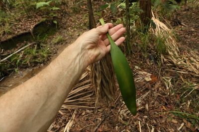 Cordyline rubra, photographed by Greg Tasney