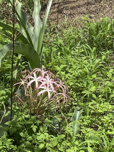 Crinum buphanoides, photographed by Dave U