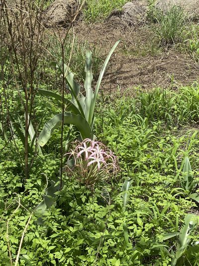 Crinum buphanoides, photographed by Dave U