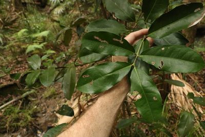 Wilkiea macrophylla, photographed by Greg Tasney