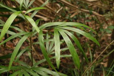 Calamus muelleri, photographed by Greg Tasney