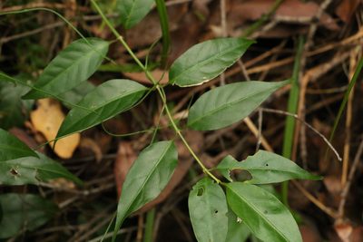 Gynochthodes umbellata, photographed by Greg Tasney