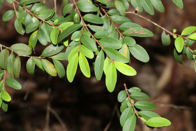 Pilidiostigma rhytispermum, photographed by Greg Tasney
