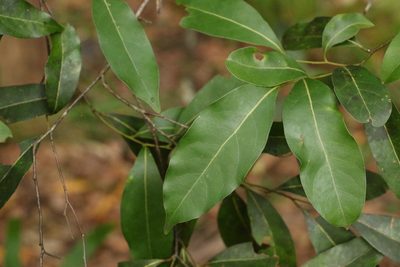 Cryptocarya microneura, photographed by Greg Tasney