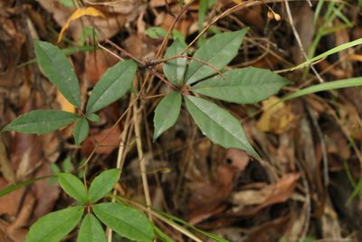 Apocissus hypoglauca, photographed by Greg Tasney