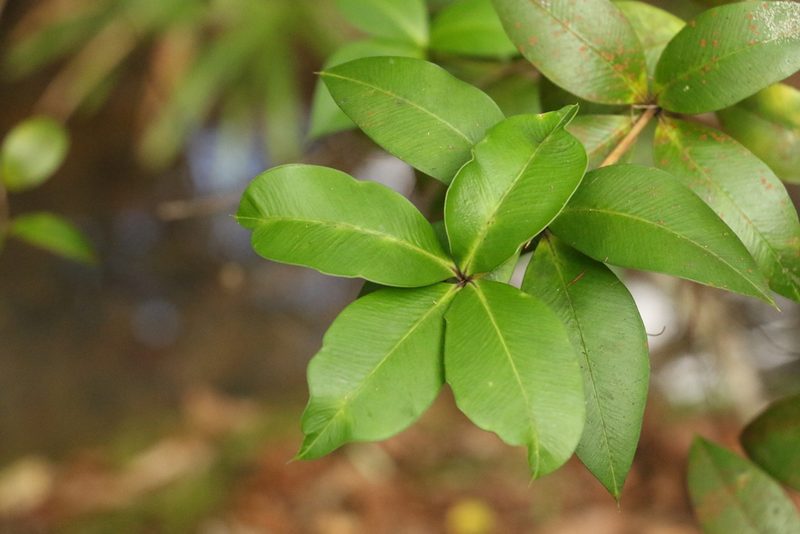 Alyxia magnifolia, photographed by Greg Tasney