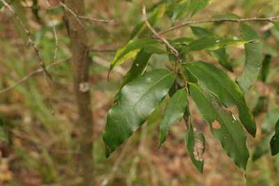 Diospyros pentamera, photographed by Greg Tasney