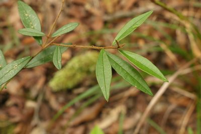 Hovea acutifolia, photographed by Greg Tasney