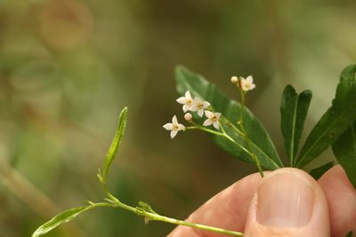 Zieria smithii, photographed by Greg Tasney