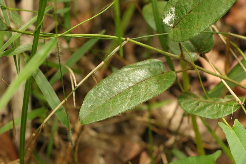 Hypserpa decumbens, photographed by Greg Tasney