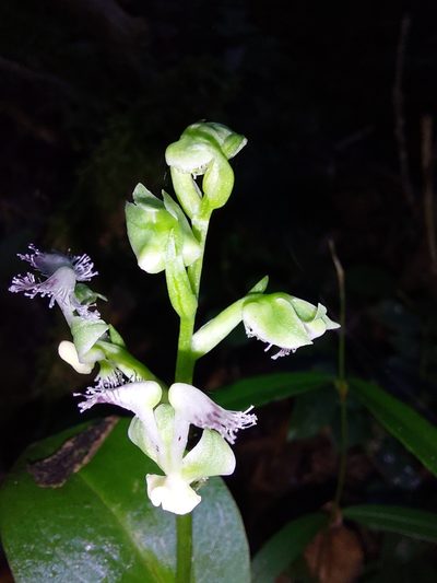 Huttonaea pulchra, photographed by Manuel R Popp
