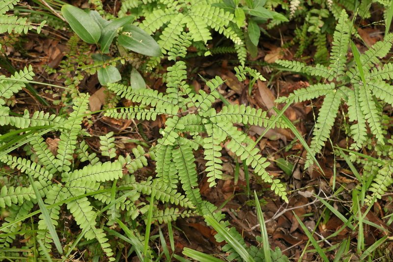 Adiantum silvaticum, photographed by Greg Tasney