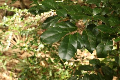 Endiandra discolor, photographed by Greg Tasney