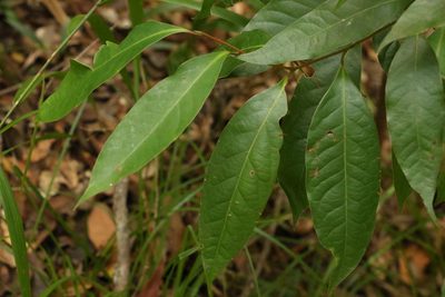 Cryptocarya glaucescens, photographed by Greg Tasney