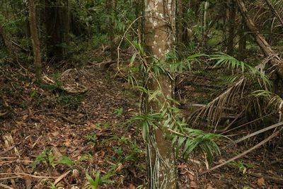 Freycinetia scandens, photographed by Greg Tasney