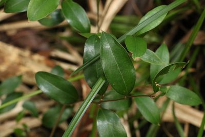 Ripogonum brevifolium, photographed by Greg Tasney