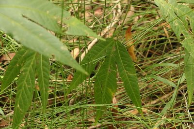 Sabdariffa heterophylla, photographed by Greg Tasney
