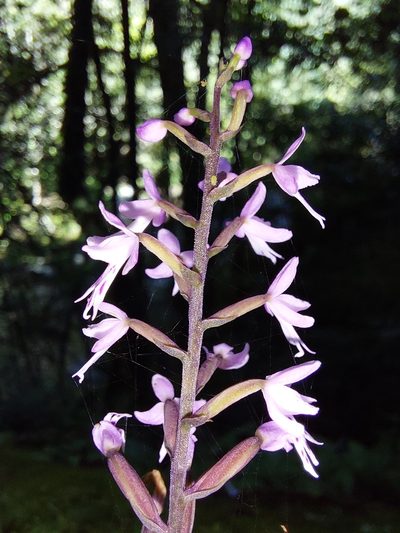 Stenoglottis fimbriata, photographed by Manuel R Popp