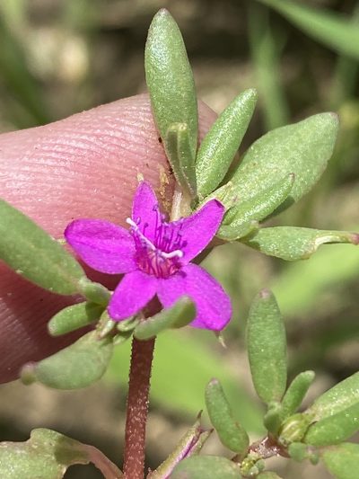 Sesuvium sesuvioides, photographed by Dave U