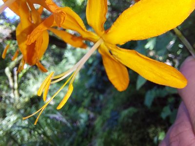 Crocosmia aurea, photographed by Manuel R Popp