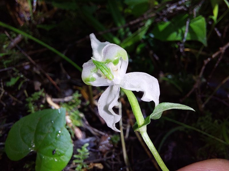 Disperis fanniniae, photographed by Manuel R Popp
