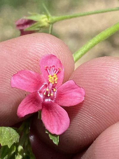 Hibiscus elliottiae, photographed by Dave U
