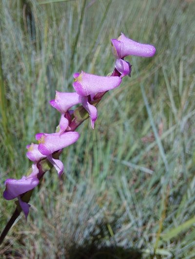 Disperis tysonii, photographed by Manuel R Popp