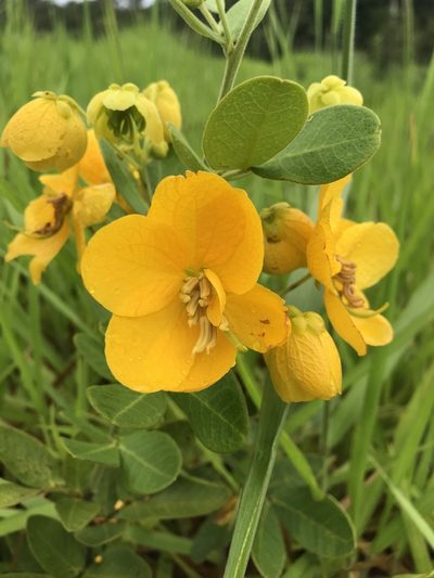 Senna rugosa, photographed by Mario Barroso