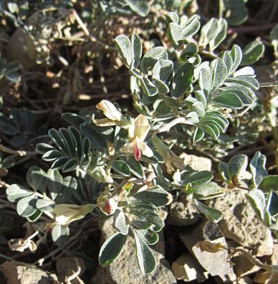Astragalus amblytropis, photographed by Wendy McCrady