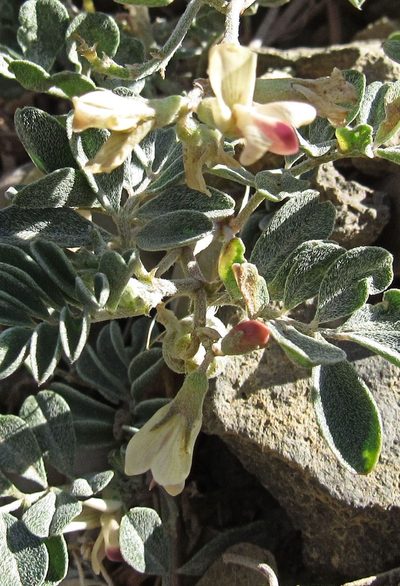 Astragalus amblytropis, photographed by Wendy McCrady