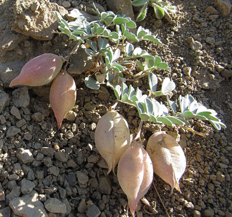 Astragalus amblytropis, photographed by Wendy McCrady