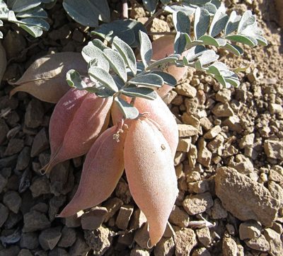 Astragalus amblytropis, photographed by Wendy McCrady