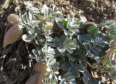Astragalus amblytropis, photographed by Wendy McCrady