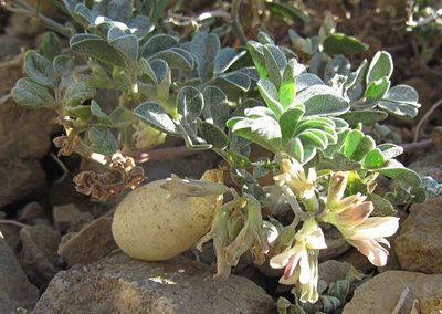 Astragalus amblytropis, photographed by Wendy McCrady