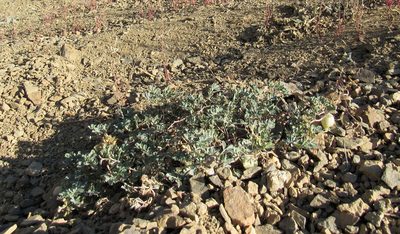 Astragalus amblytropis, photographed by Wendy McCrady