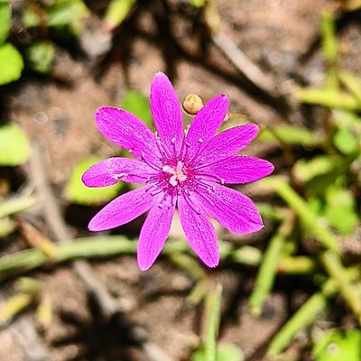 Calandrinia strophiolata, photographed by Michael Somerville