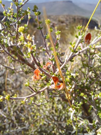 Aspalathus pilantha, photographed by Danie Palm