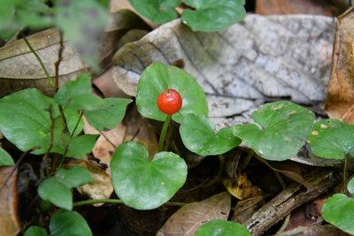 Geophila herbacea, photographed by Иван Ковтун Ivan Kovtun