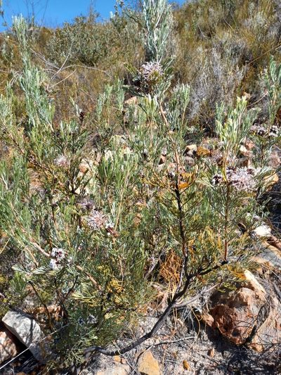 Serruria dodii, photographed by Danie Palm