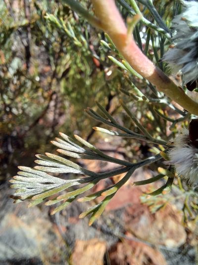 Serruria dodii, photographed by Danie Palm
