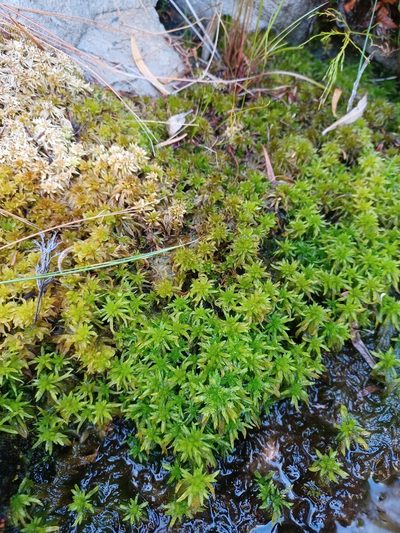 Sphagnum truncatum, photographed by Danie Palm
