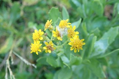 Senecio halimifolius, photographed by Andrew Deacon