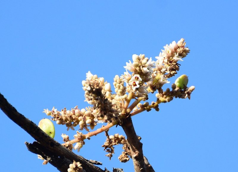 Boswellia serrata, photographed by S.MORE