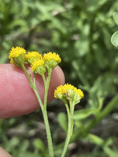 Nidorella resedifolia, photographed by Dave U
