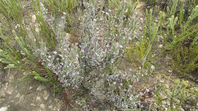 Ruschia calcicola, photographed by James Deacon