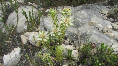 Euchaetis longibracteata, photographed by James Deacon