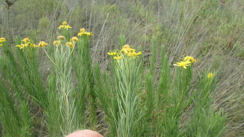 Euryops linearis, photographed by James Deacon