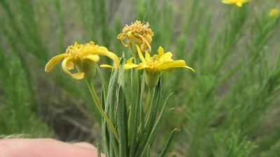 Euryops linearis, photographed by James Deacon